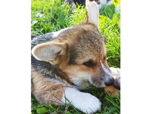 PoulaTo: Corgi Welsh Pembroke